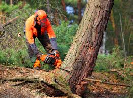 Kingstown, MD Tree Services Company